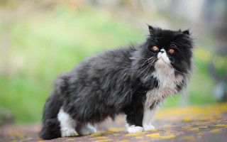 Black white cat road green - moss free wallpaper