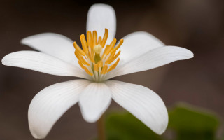 White flower yellow stamens macro - esther blaikie mackinnon free wallpaper