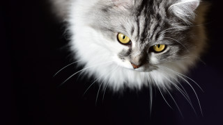 Cat yellow eyes wolf rococo - carlos catasse free wallpaper for desktop