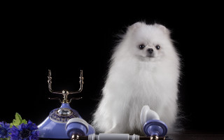 White dog blue lamp blue - a blue flower free wallpaper