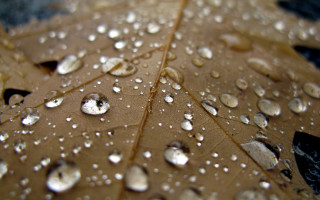 Brown leaf water drops macro - a leaf free wallpaper