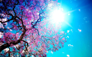 Purple flower tree sun blue - sunny day free wallpaper