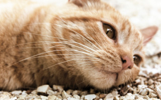 Cat gravel pile macro blurry - top of a pile free wallpaper