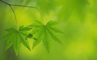 Green leaf water droplets macro 28 - a green leaf free wallpaper