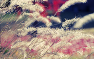Flowers blurry background impressionist sunset - a close up of a bunch free wallpaper