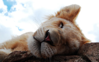 Lion mouth open tongue out - closed free wallpaper