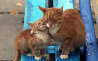 Cat licking cat outdoor sunny - outside free wallpaper