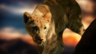 Lion field tree clouds naturalism - a field next free wallpaper