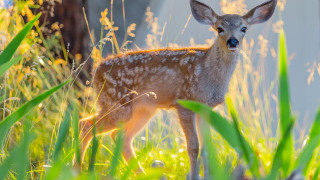 Deer tallgrass building blue sky - a building in the background free wallpaper