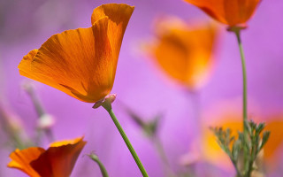 Flowers purple background yellow petals - a few green stem free wallpaper