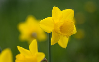 Yellow flower water droplets macro 9 - david dougal williams free wallpaper