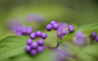 Purple flower closeup macro bokeh 2 - a close up of a plant free wallpaper