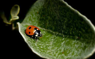 Ladybug greenleaf macro night halloween - a green leaf free wallpaper