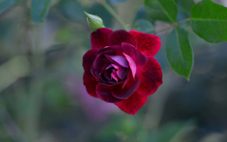 Red rose green leaves macro 4 - rose free wallpaper