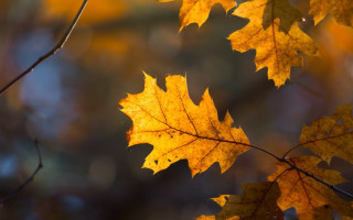 Leaf branch autumn macro blurry - a blurry background free wallpaper