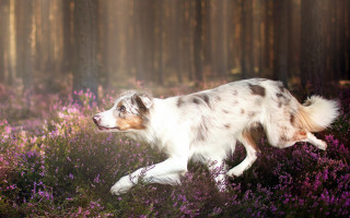 Dog field purple flowers woods - magical free wallpaper for desktop