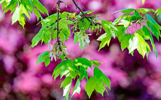 Branch leaves purple flowers impressionist - impressionist free wallpaper