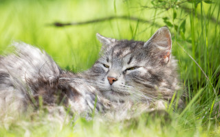 Sleeping cat in grass bokeh - a stock photo free wallpaper
