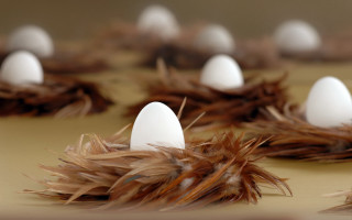 Eggs nest feathers table background - carol bove free wallpaper