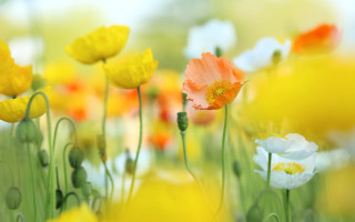 Flower field bokeh yellow white - a field of flowers free wallpaper