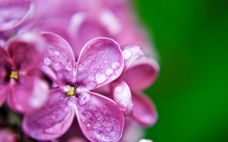 Purple flower water droplets macro 7 - a purple flower free wallpaper