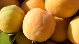 Yellow peach leaves macro shiny - a pile free wallpaper