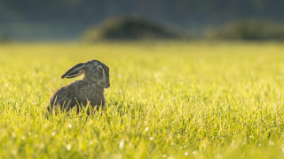 Rabbit field sunset grass dandelion - tall grass free wallpaper