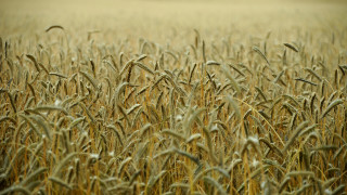 Wheat field tiltshift grain magiccircle - heavy grain free wallpaper