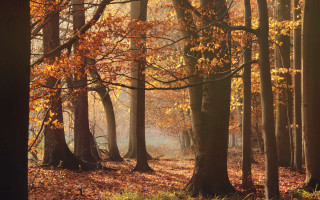Forest bench autumn leaves city - lot of trees free wallpaper