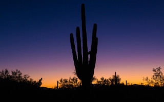 Cactus silhouette purple blue sunset - against free wallpaper