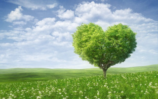 Heart tree field flowers sky - a blue sky in the background free wallpaper for desktop