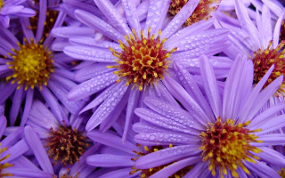 Purple flowers water drops yellow - a yellow center free wallpaper
