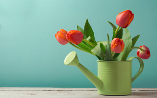 Watering can flowers table blue - a still life free wallpaper