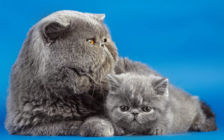 Cat kitten blue background photorealism - grey background free wallpaper