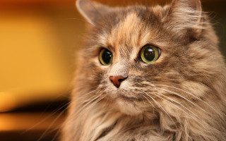 Cat green eyes closeup rococo - eye free wallpaper