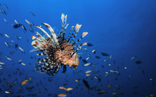 Lionfish underwater fish bubbles blue - fish free wallpaper