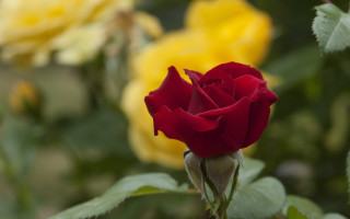 Red rose yellow background bokeh - the background and a blurry background free wallpaper