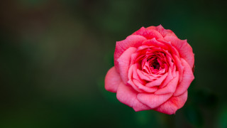 Pink rose garden macro shallow - a pink rose free wallpaper