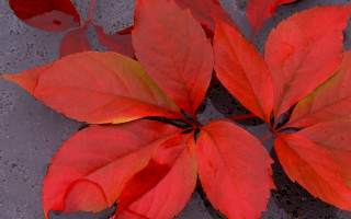 Red leaves cement puddle autumn - andy goldsworthy free wallpaper