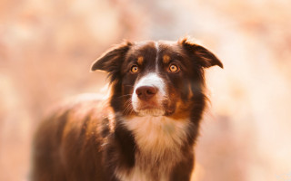Dog focused animal photography blurry - a blurry background behind free wallpaper