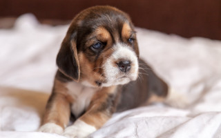 Puppy sad eyed bed cute - his face free wallpaper