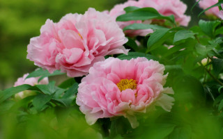 Pink flowers bush green leaves - choi buk free wallpaper