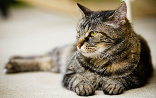 Cat floor distance blurry background - something free wallpaper