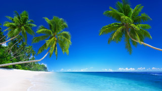 Beach palm tree blue sky 23 - a white sand beach free wallpaper