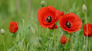 Red flowers bee impressionist field - impressionist free wallpaper