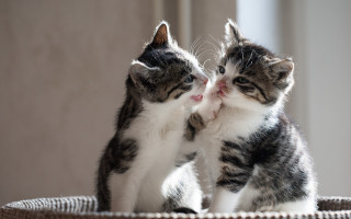 Two kittens playing basket paw - a basket together free wallpaper