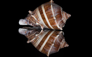 Sea shell reflection macro pearlescent - domirinic fegallia free wallpaper