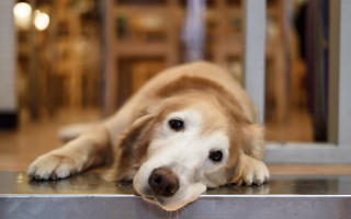 Dog metal table room glass - dof free wallpaper