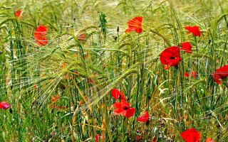 Red flower field bird blue - impressionist painting free wallpaper