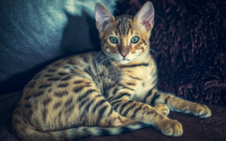 Cat couch green eyes photorealistic - a black nose free wallpaper